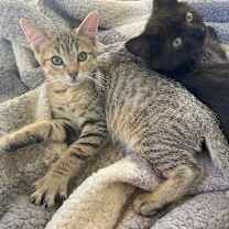 Thumbnail photo of Fennel #1