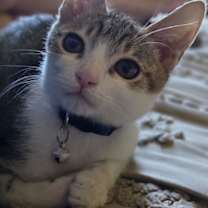 Thumbnail photo of Nugget ( Nancy ) #3