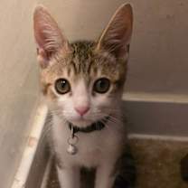 Thumbnail photo of Nugget ( Nancy ) #4