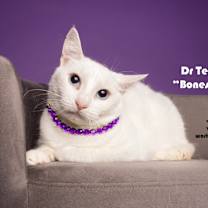 Thumbnail photo of DR TEMPERANCE "BONES" BRENNAN #1