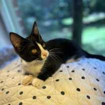 Thumbnail photo of DOTTIE #1