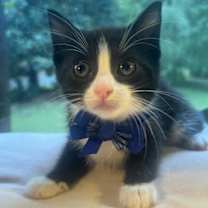 Thumbnail photo of DOTTIE #2