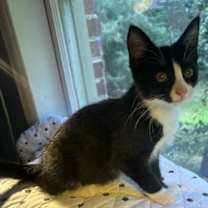 Thumbnail photo of SUZIE #1