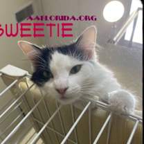 Thumbnail photo of Sweetie *Cyd #3