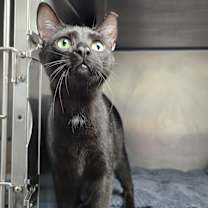 Thumbnail photo of Luxio #3