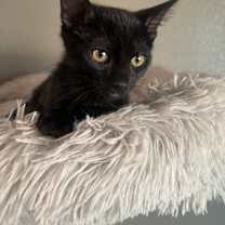 Thumbnail photo of Rocky #4