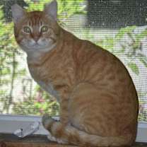 Thumbnail photo of Mango #1