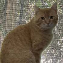 Thumbnail photo of Mango #2