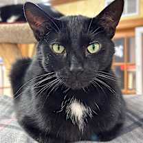 Thumbnail photo of Ebony #3