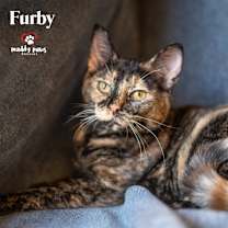 Thumbnail photo of 90's Nostalgia Litter: Furby #2