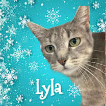 Thumbnail photo of W2 LYLA #1
