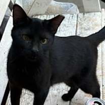 Thumbnail photo of O'Malley #1