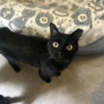 Thumbnail photo of O'Malley #2