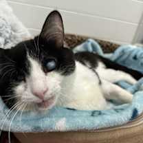 Thumbnail photo of Nemo #2