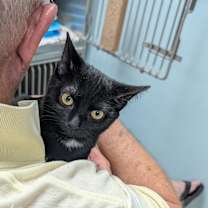 Thumbnail photo of Rosie #1