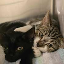 Thumbnail photo of Rosie #2