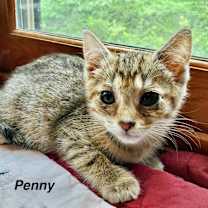 Thumbnail photo of Hogans : Penny #1