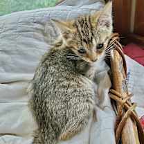 Thumbnail photo of Hogans : Penny #2