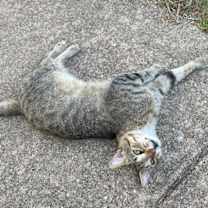 Thumbnail photo of Sandy #3