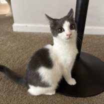 Thumbnail photo of Bellini #2