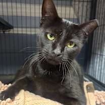 Thumbnail photo of Peanut Butter #1