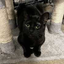 Thumbnail photo of Spork (BONDED PAIR) #2