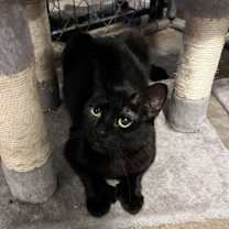 Thumbnail photo of Spork (BONDED PAIR) #3