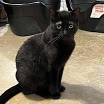 Thumbnail photo of Spork (BONDED PAIR) #4