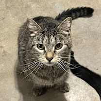 Thumbnail photo of Jelly Roll (BONDED PAIR) #1