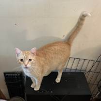 Thumbnail photo of Bella #2