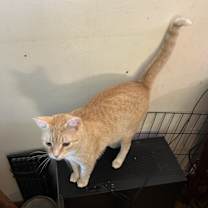 Thumbnail photo of Bella #4