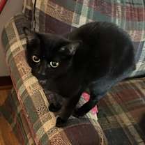 Thumbnail photo of Binxs #3