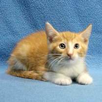 Thumbnail photo of Rusty #2