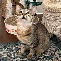 Thumbnail photo of Crumb #3