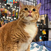 Thumbnail photo of Rusty #1