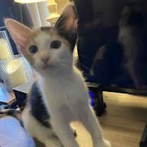 Thumbnail photo of Lily #4