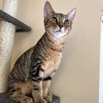 Thumbnail photo of Gosling #4