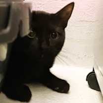 Thumbnail photo of Tootsie #2