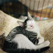 Thumbnail photo of Rumor #2