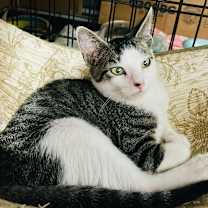 Thumbnail photo of Rumor #1