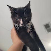 Thumbnail photo of Bugs #4