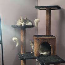 Thumbnail photo of Buttercup (paired with captain) #3