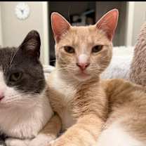 Thumbnail photo of Sampson & Simba (BONDED PAIR) #3