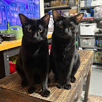 Thumbnail photo of Mavis & Marceline #1