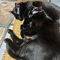 Thumbnail photo of Mavis & Marceline #3