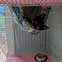 Thumbnail photo of Catty Whampus #2