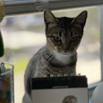 Thumbnail photo of June #4