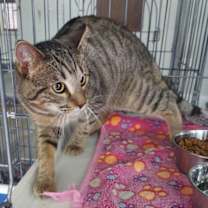 Thumbnail photo of Tito #2