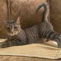 Thumbnail photo of antonio #2