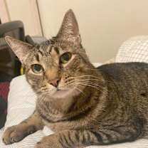 Thumbnail photo of antonio #3